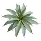 Aloe Succulent