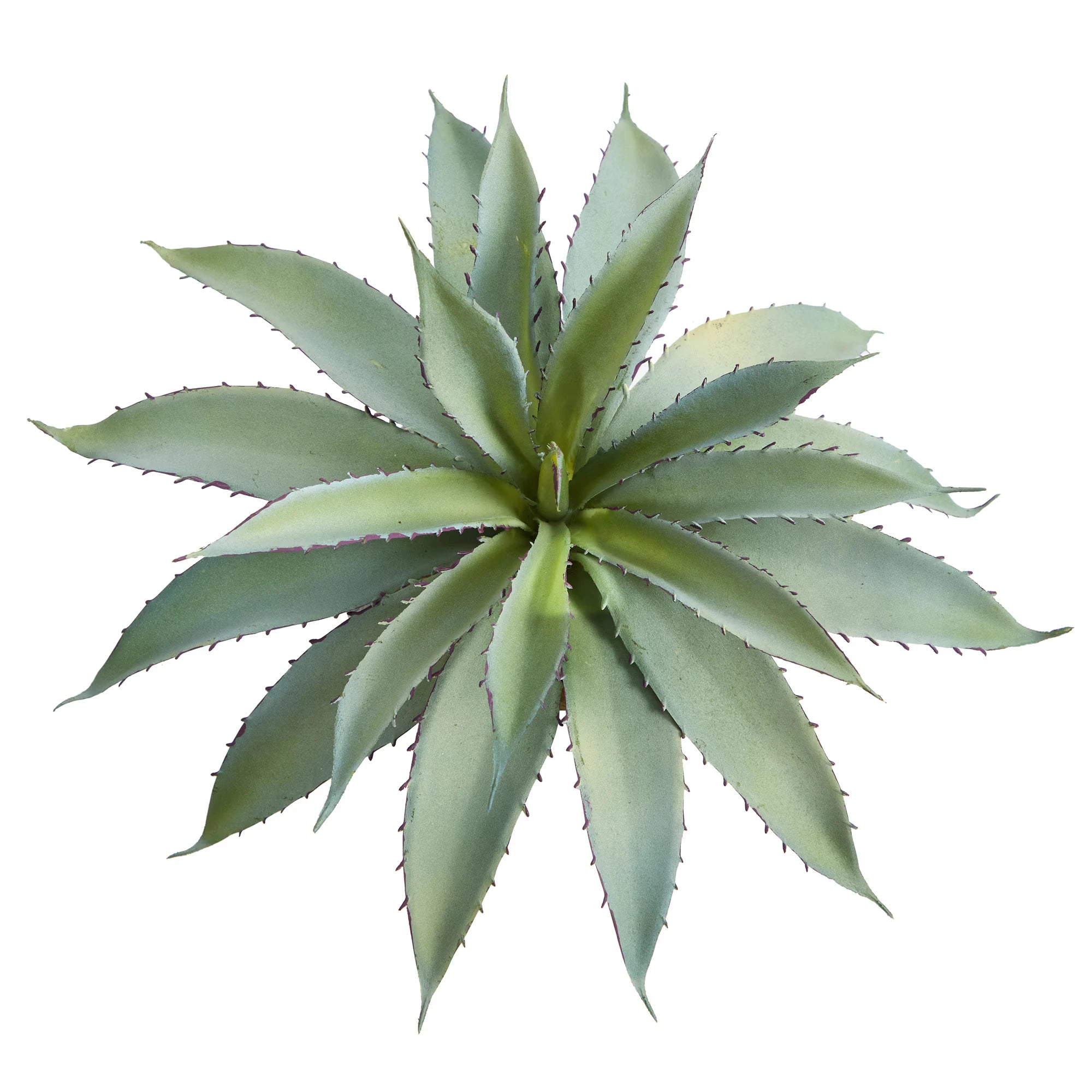 Aloe Succulent