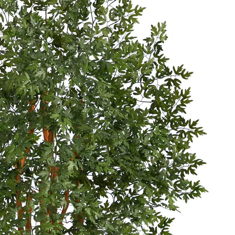 5' Variegated Aralia Tree
