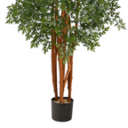 5' Variegated Aralia Tree