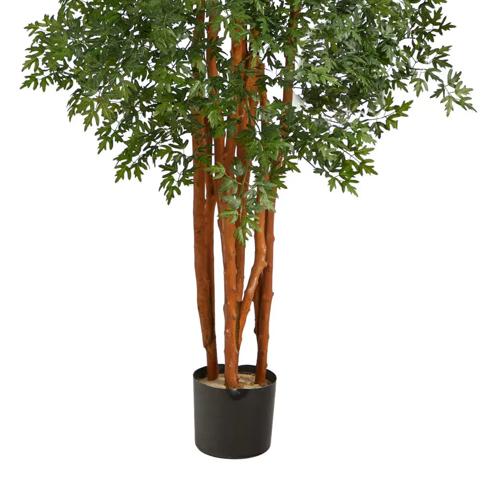 5' Variegated Aralia Tree