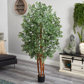 5' Variegated Aralia Tree
