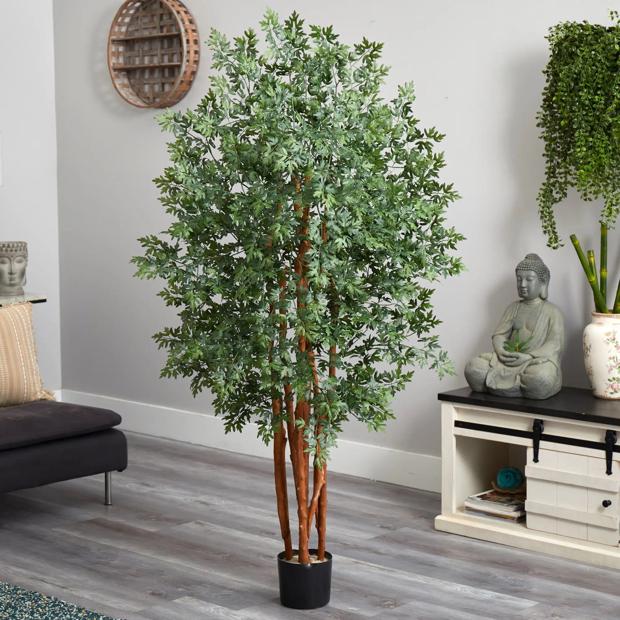5' Variegated Aralia Tree