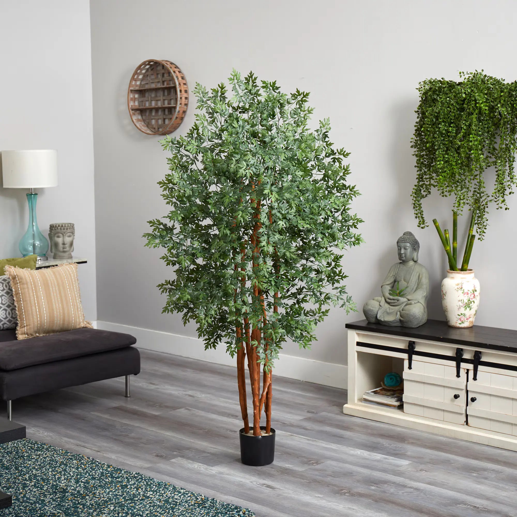5' Variegated Aralia Tree