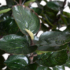 Aralia Balfouriana Tree - TidyPlant
