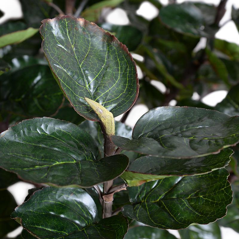 Aralia Balfouriana Tree - TidyPlant