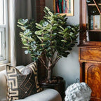 Aralia Balfouriana Tree - TidyPlant