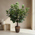 Aralia Balfouriana Tree - TidyPlant