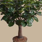 Aralia Balfouriana Tree - TidyPlant