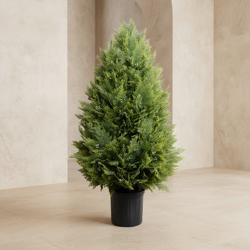 Arborvitae Shrub - TidyPlant