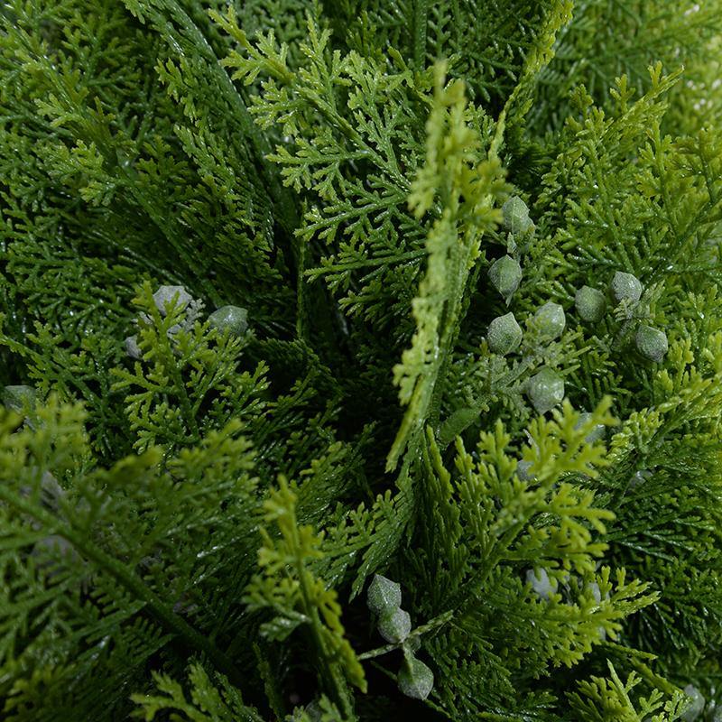 Arborvitae Shrub - TidyPlant