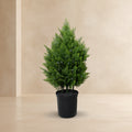 Arborvitae Shrub - TidyPlant