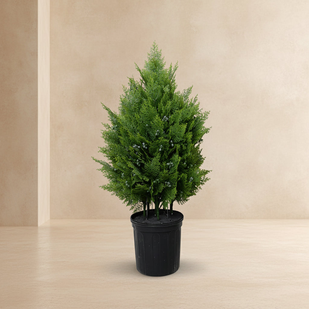 Arborvitae Shrub - TidyPlant