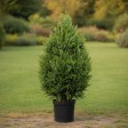 Arborvitae Shrub - TidyPlant