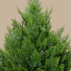 Arborvitae Shrub - TidyPlant