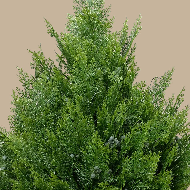 Arborvitae Shrub - TidyPlant