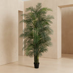 Areca Palm Tree - TidyPlant