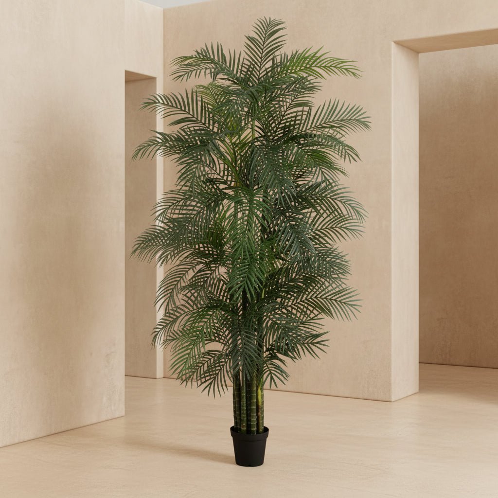Areca Palm Tree - TidyPlant