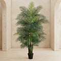Areca Palm Tree - TidyPlant