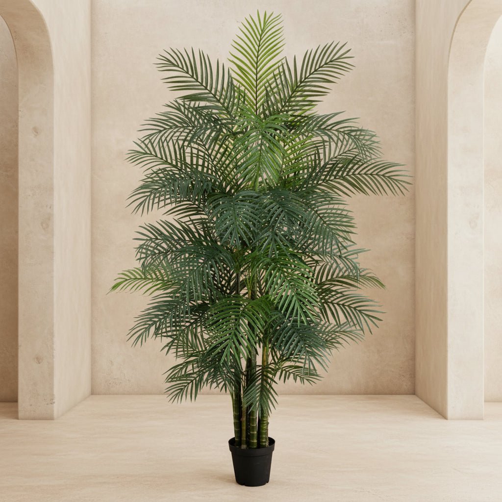 Areca Palm Tree - TidyPlant