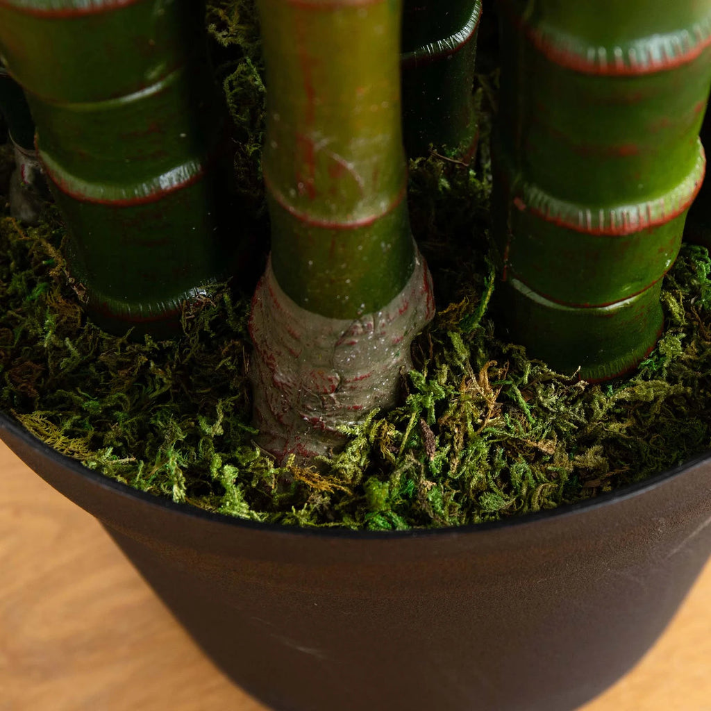 Areca Palm Tree - TidyPlant