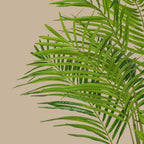 Areca Palm Tree - TidyPlant