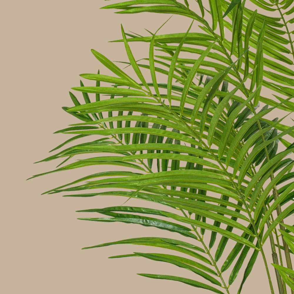 Areca Palm Tree - TidyPlant