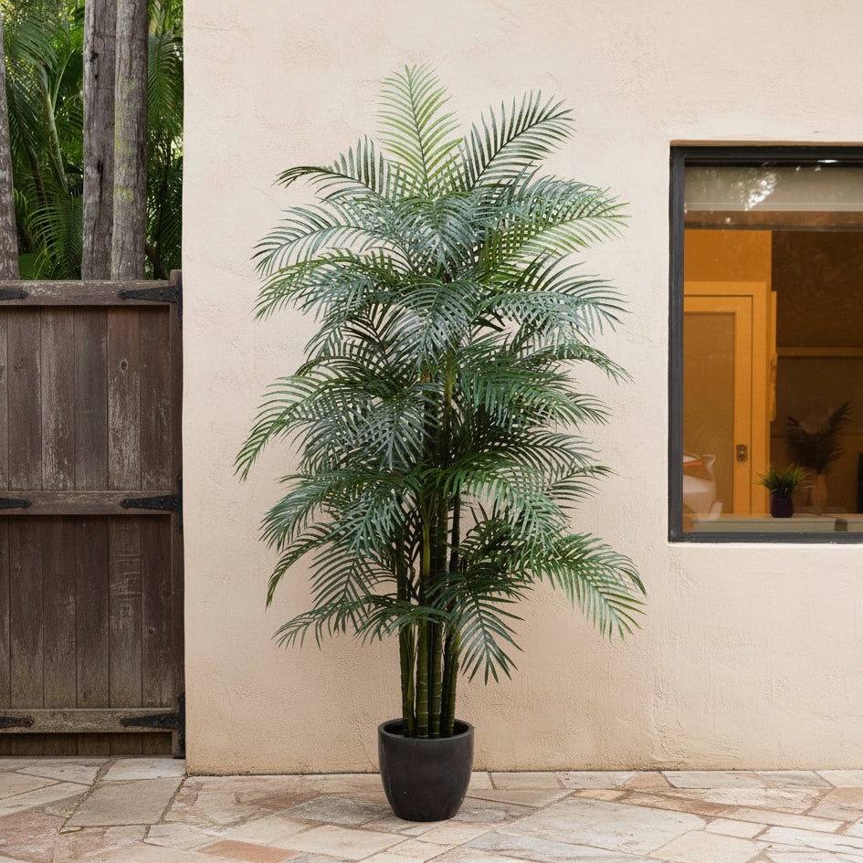 Areca Palm Tree - TidyPlant
