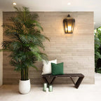 Areca Palm Tree - TidyPlant