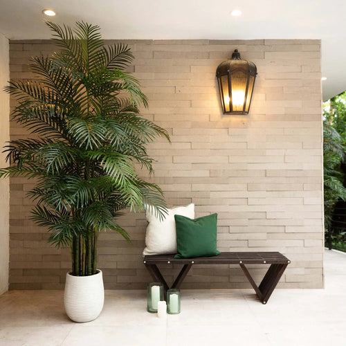 Areca Palm Tree - TidyPlant
