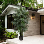 Areca Palm Tree - TidyPlant