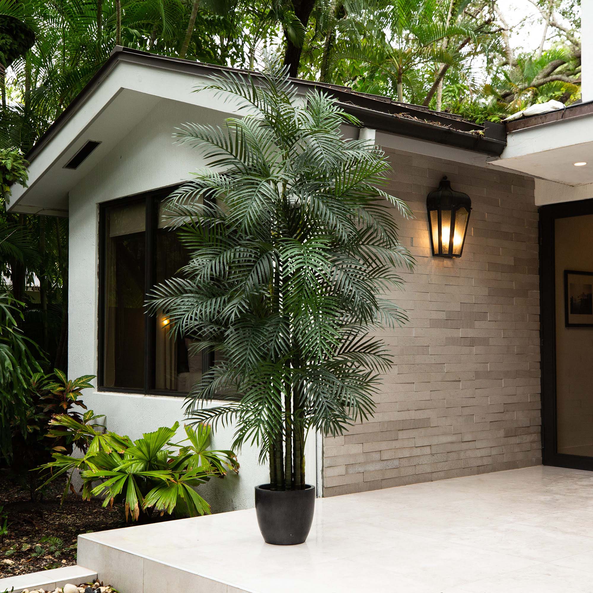 Areca Palm Tree - TidyPlant