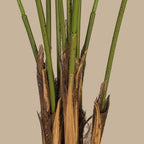 Areca Palm Tree - TidyPlant