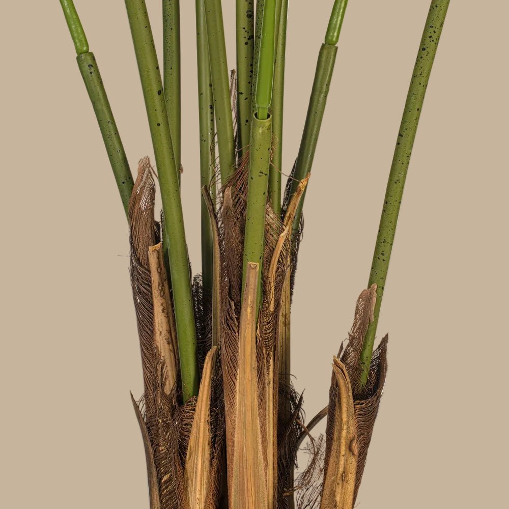Areca Palm Tree - TidyPlant