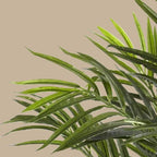 Areca Palm Tree - TidyPlant