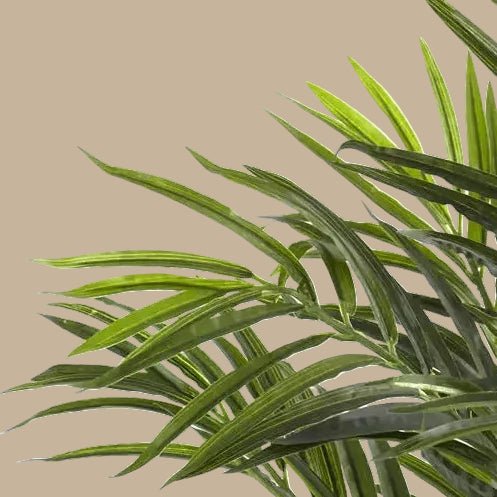 Areca Palm Tree - TidyPlant