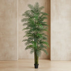 Areca Palm Tree - TidyPlant