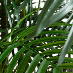 Areca Palm Tree - TidyPlant