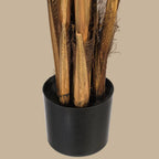 Areca Palm Tree - TidyPlant