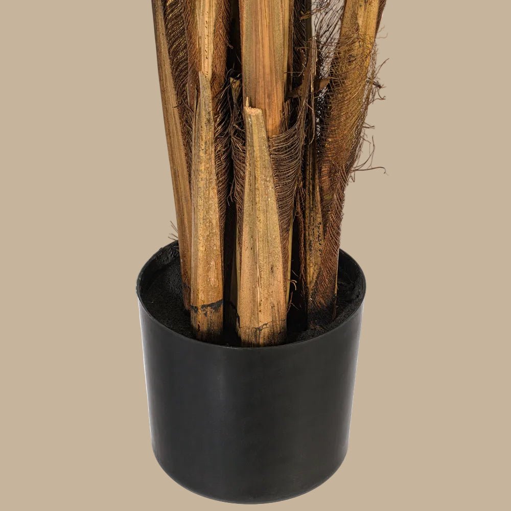 Areca Palm Tree - TidyPlant