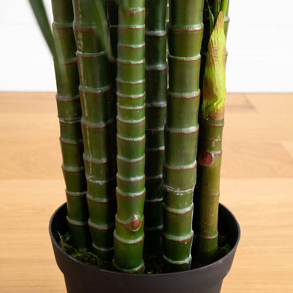 Areca Palm Tree - TidyPlant