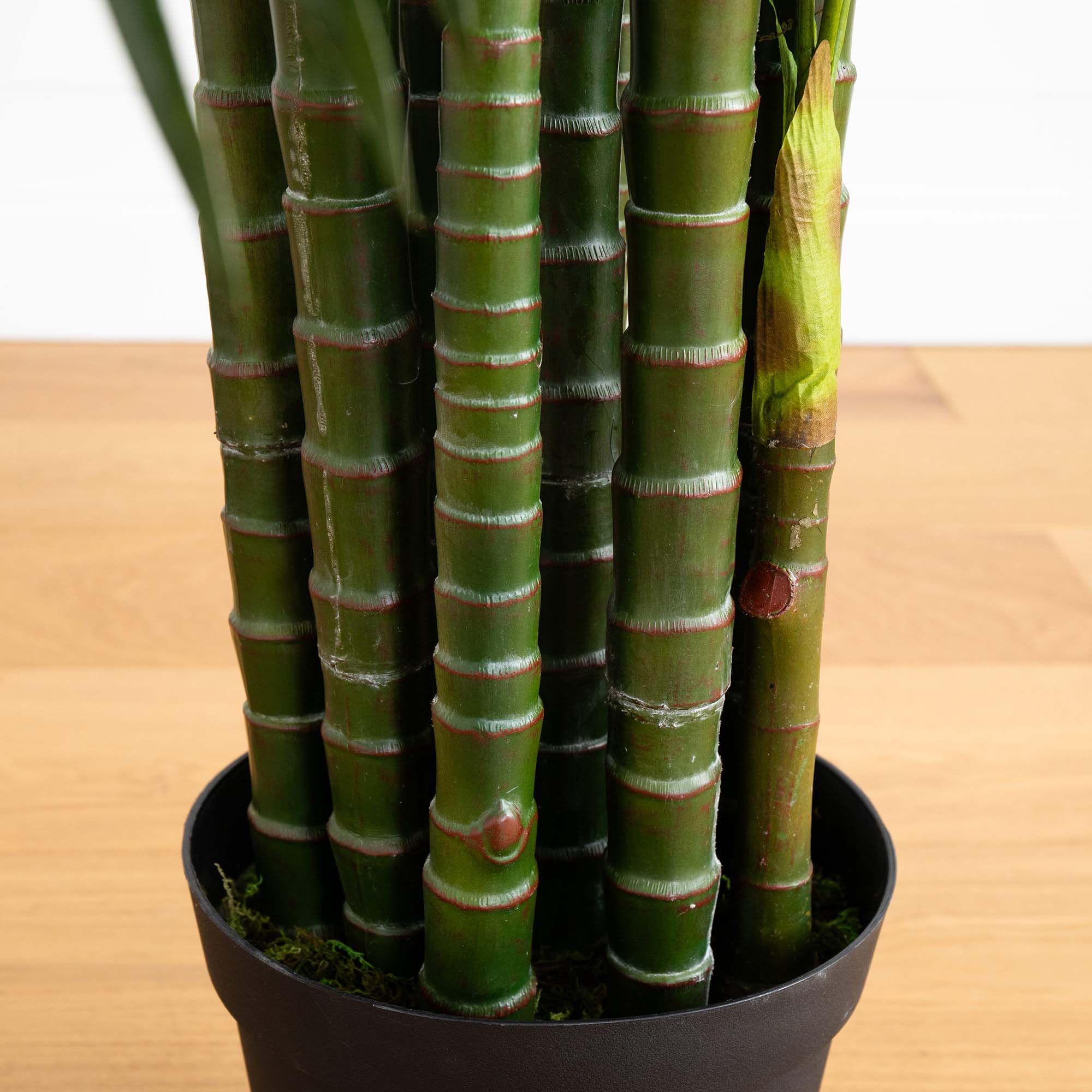 Areca Palm Tree - TidyPlant