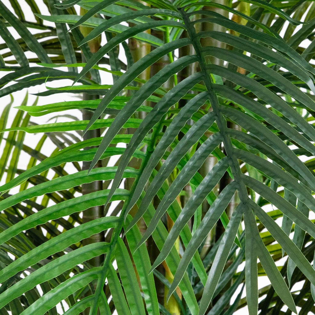 Areca Palm Tree - TidyPlant
