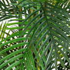 Areca Palm Tree - TidyPlant