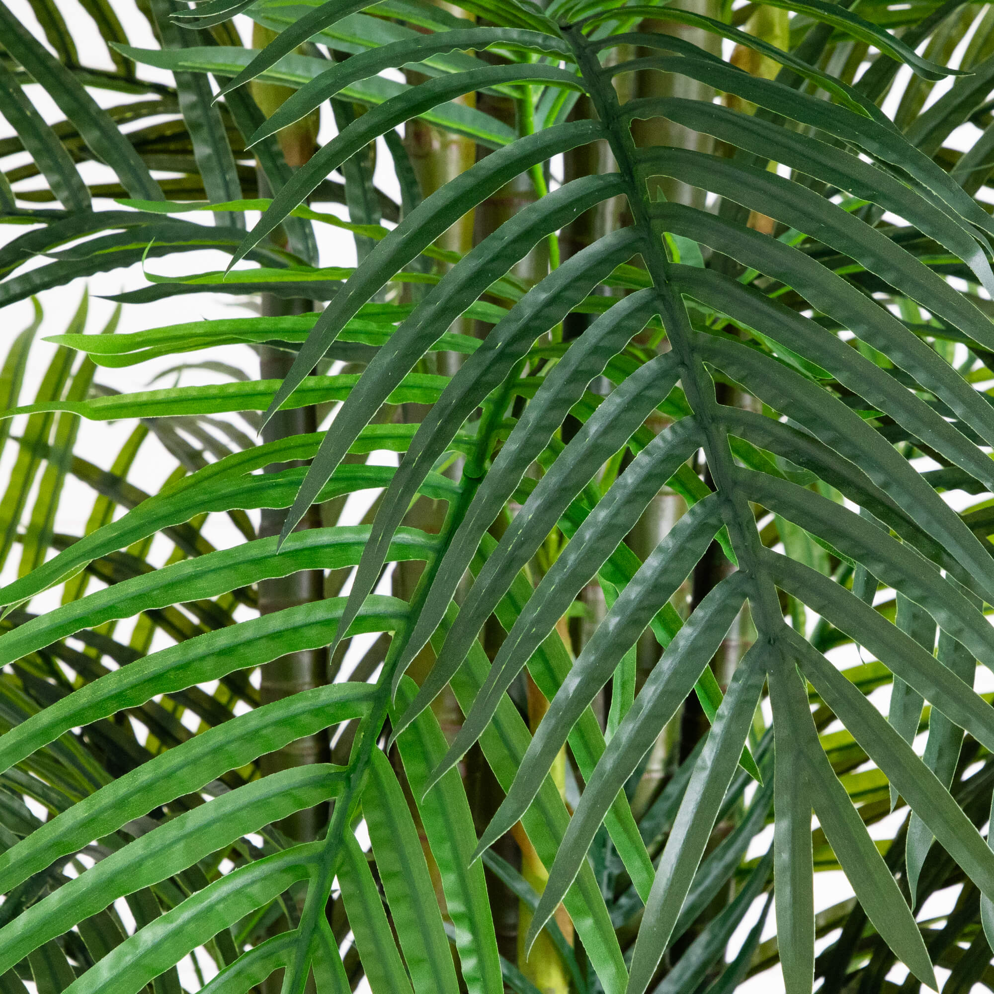 Areca Palm Tree - TidyPlant