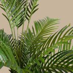 Areca Palm Tree - TidyPlant