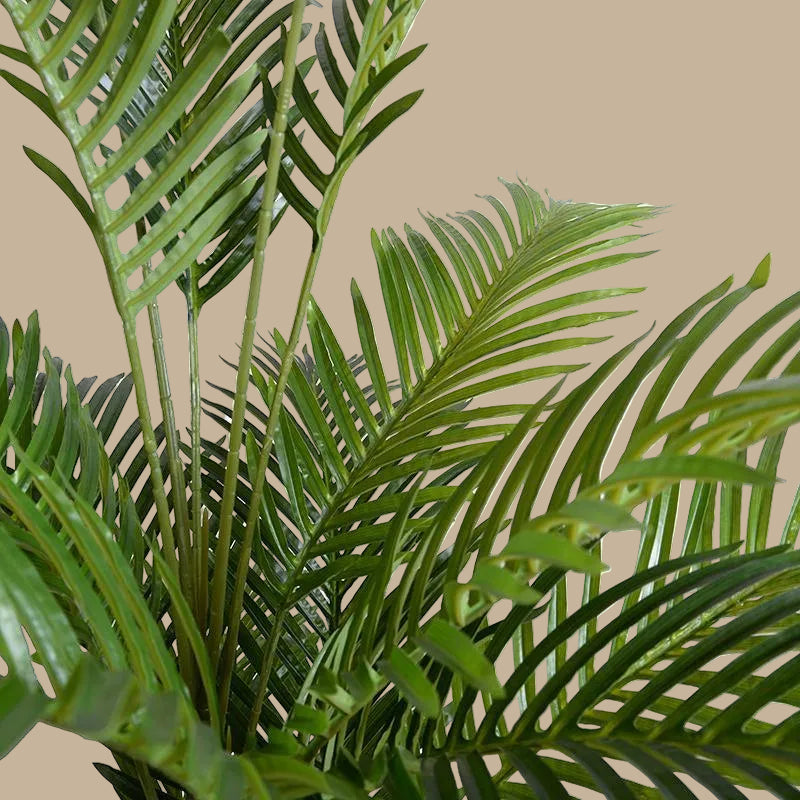 Areca Palm Tree - TidyPlant