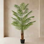 Areca Palm Tree - TidyPlant