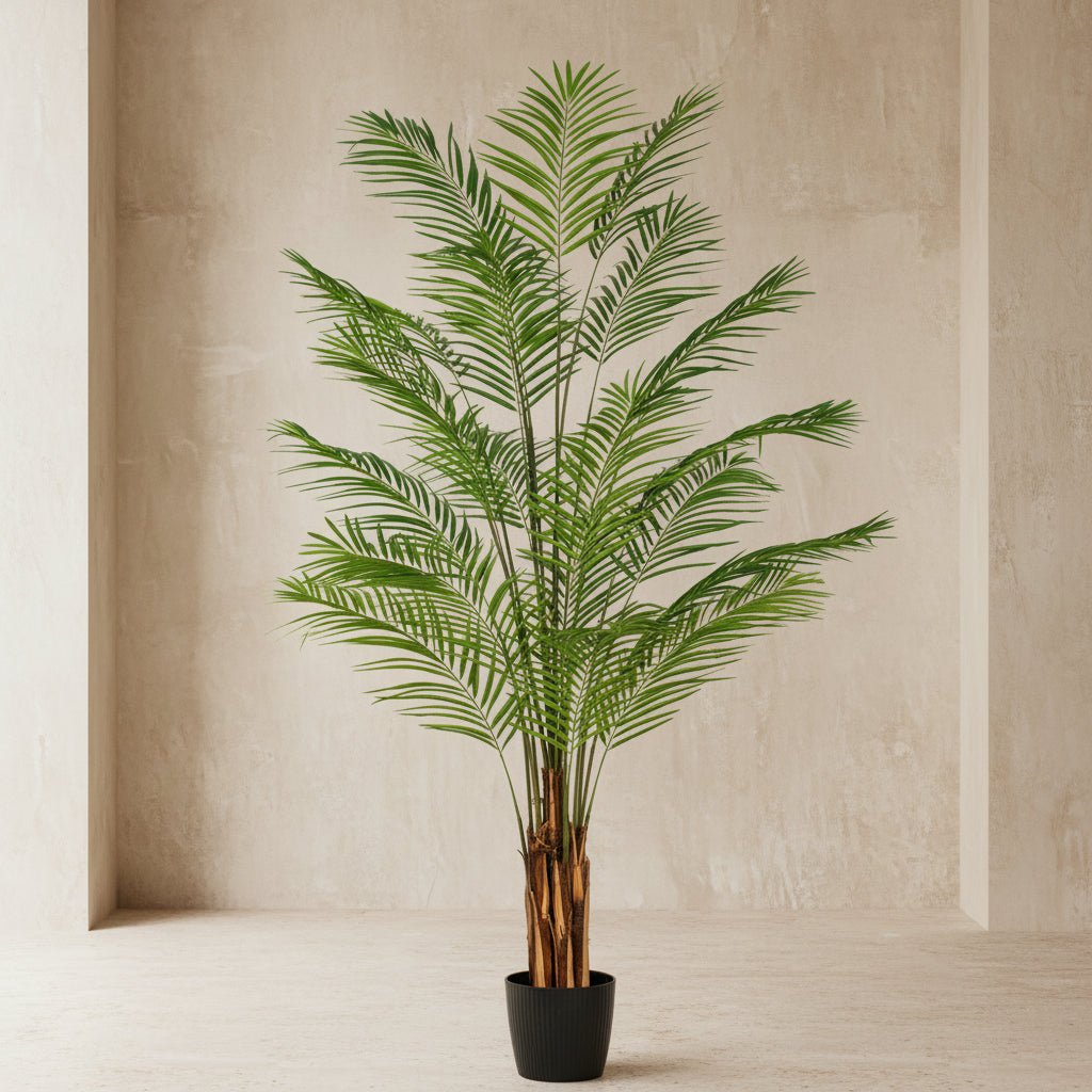Areca Palm Tree - TidyPlant