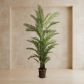 Areca Palm Tree - TidyPlant